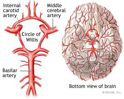 brain inferior view circle of willis